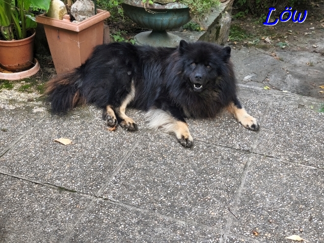 21.7.2025 - Howard leidet unter Hitze